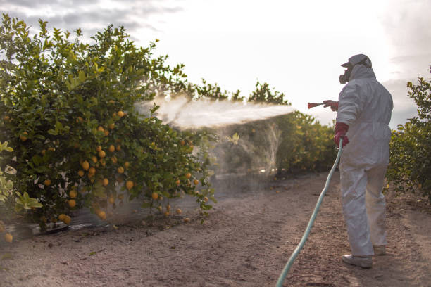 Best Ant Control Services  in Crowley, TX