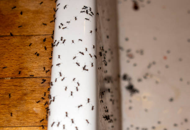 Best Affordable Pest Control Services  in Crowley, TX